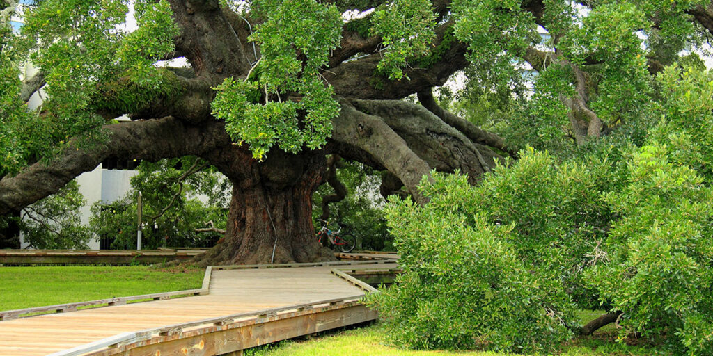 Ecological Giants: The Oak as a Keystone Species