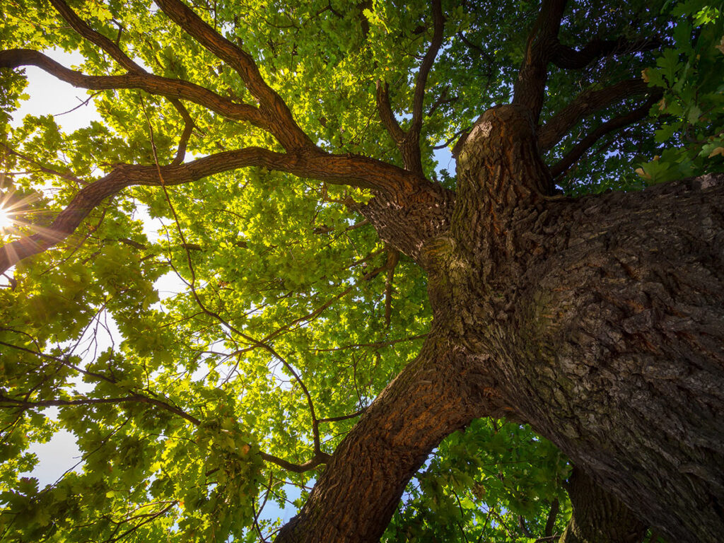 oak tree