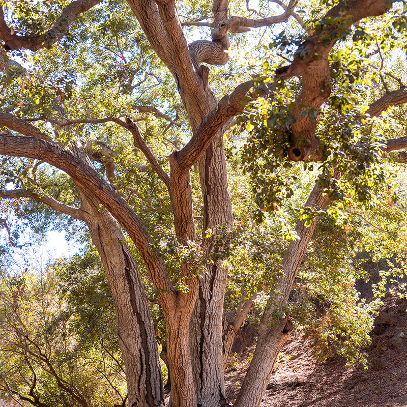 oaks as a life-support system