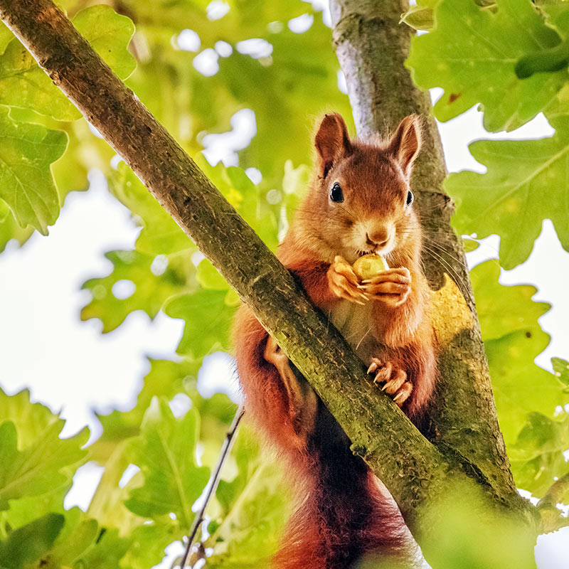 squirrel in oak tree